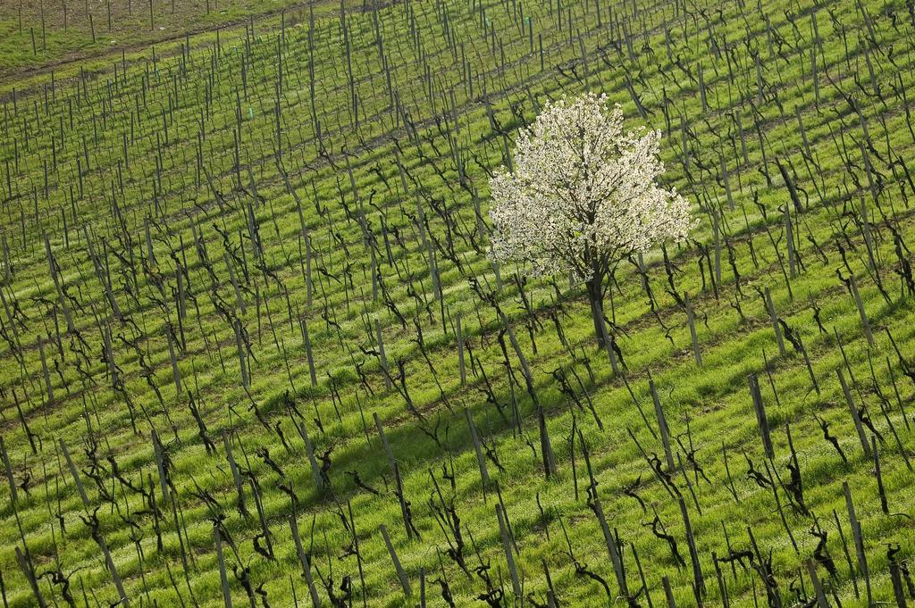 Agriturismo Buondonno Castellina in Chianti Εξωτερικό φωτογραφία